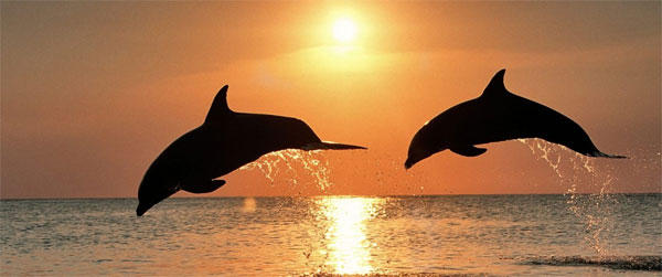 dolphin_01_large