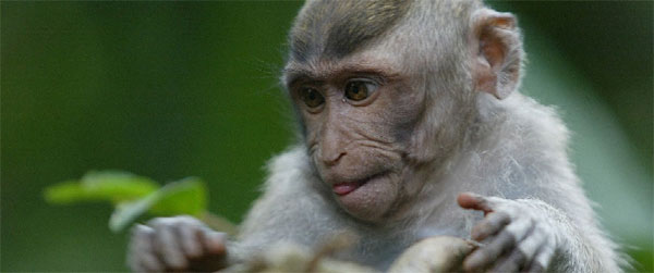 monkey_01_large