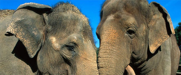 olifant_01_large